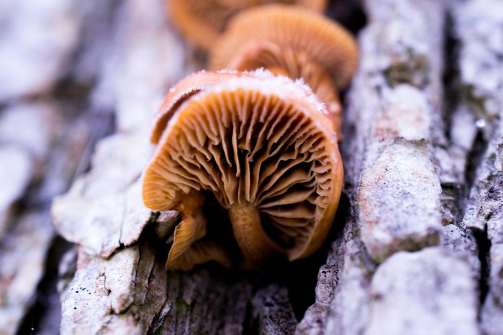 Mushroom logs