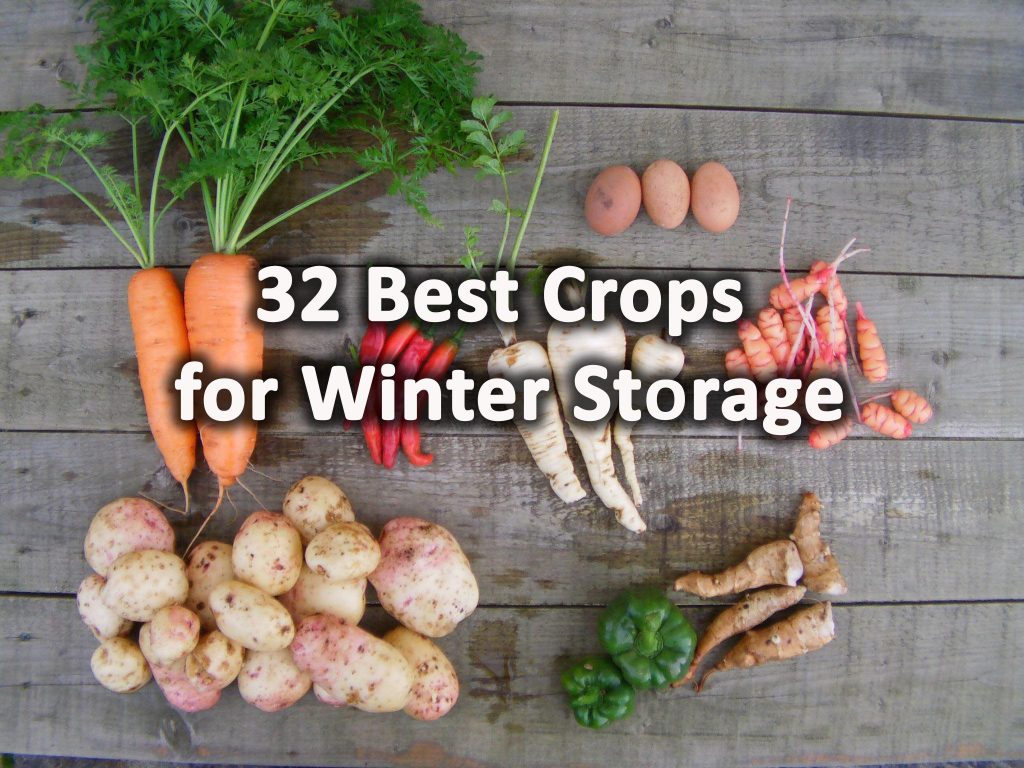 Best crops for winter storage