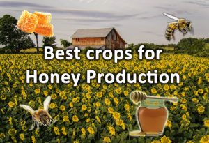 Best crops for honey production