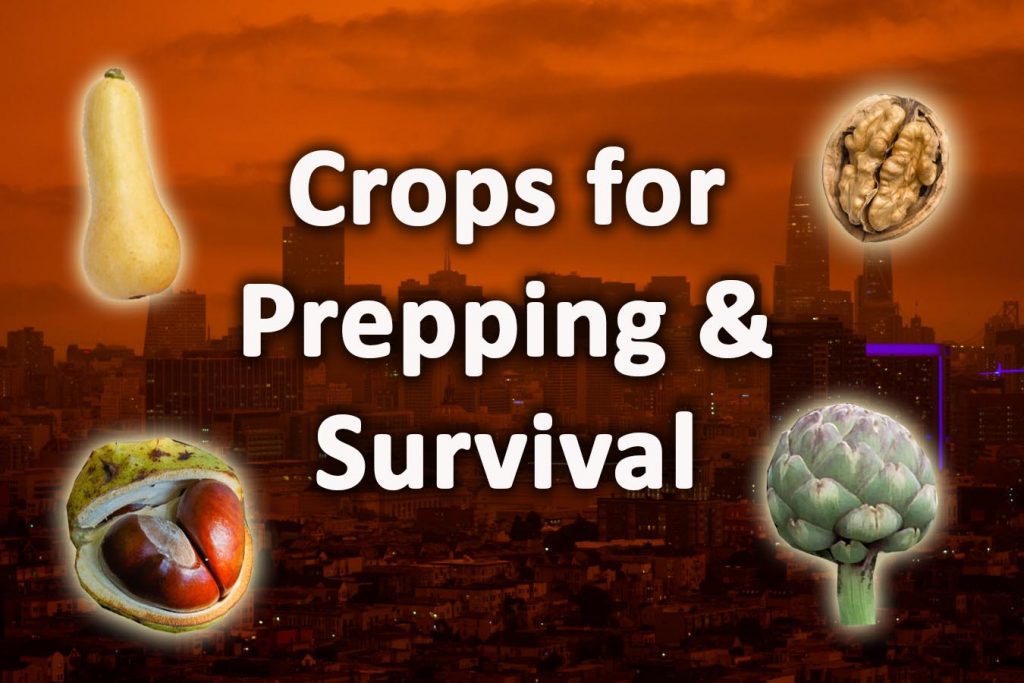 Best crops for prepping and survival