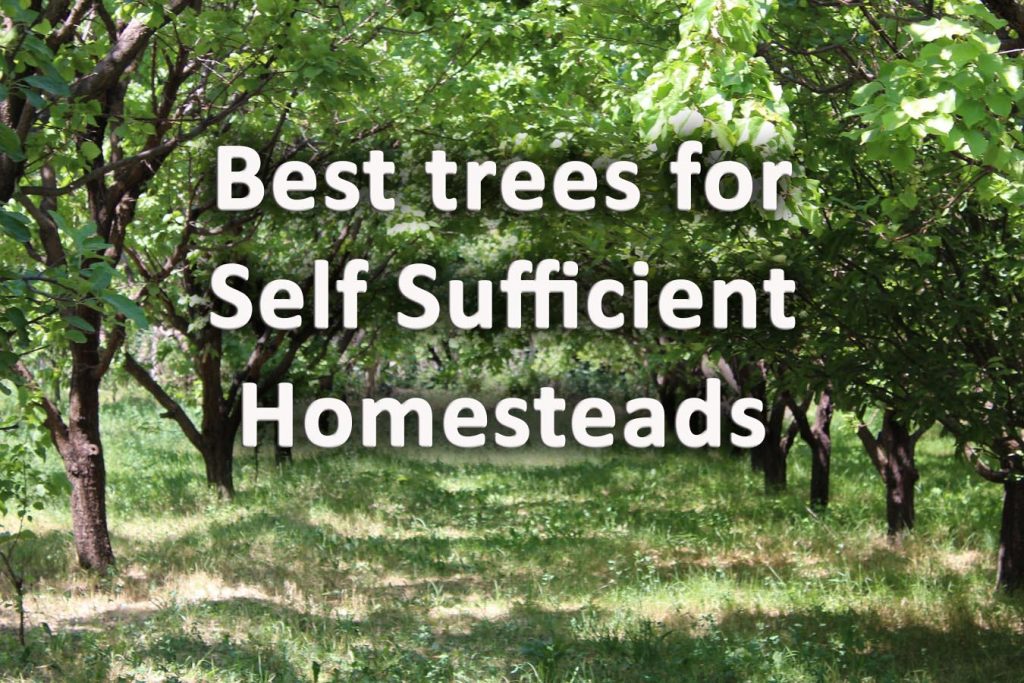 Best trees for self sufficiency homesteading