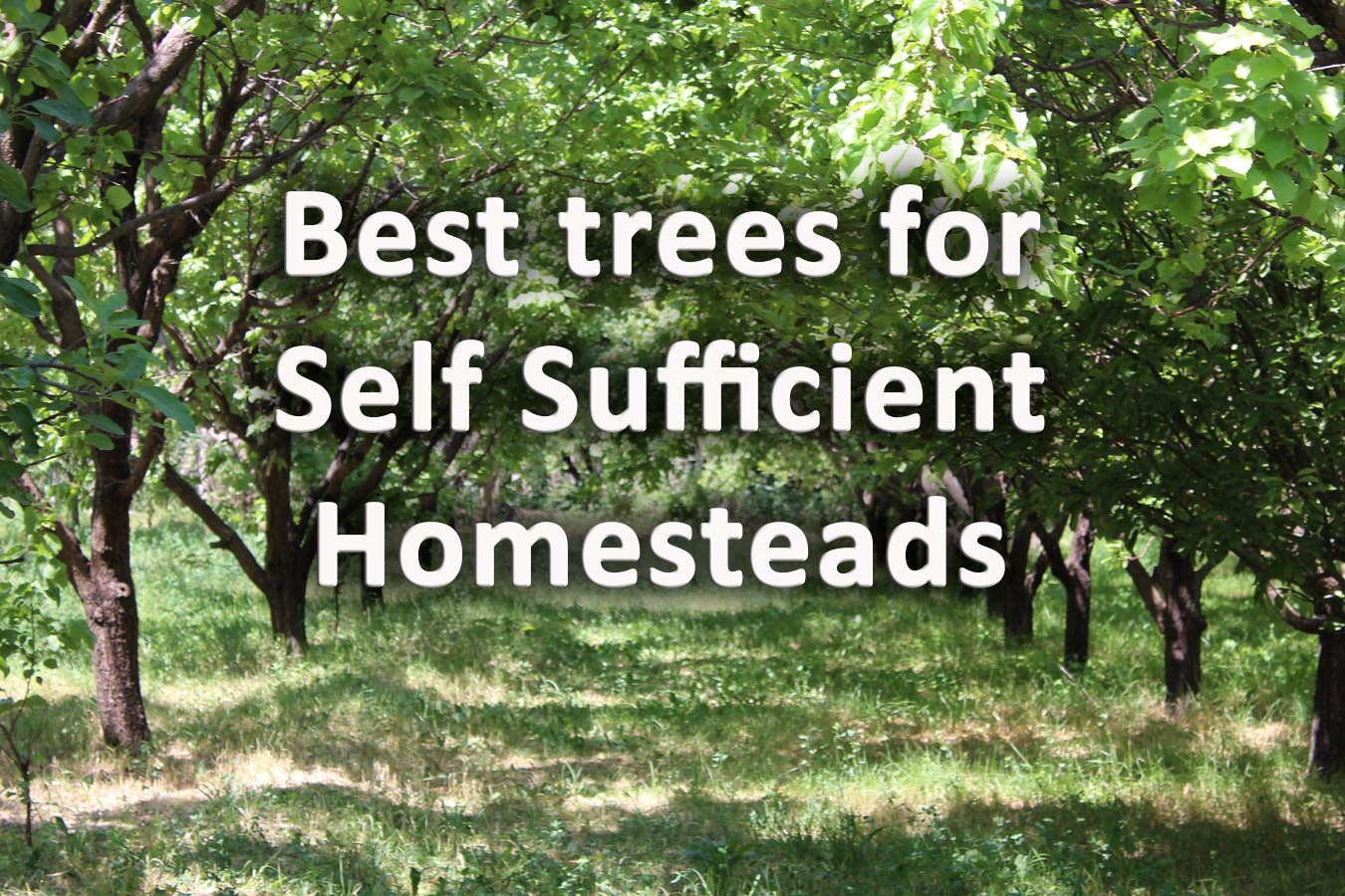 Essential Homesteading Supplies and Tools - Permaculture Plants