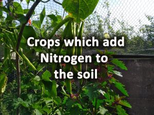 Crops that add nitrogen to the soil