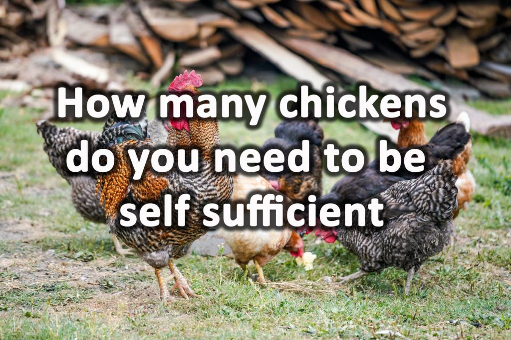 How many chickens do you need to be self sufficient