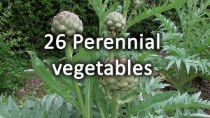 Perennial vegetables
