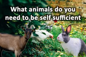 What animals do you need to be self sufficient
