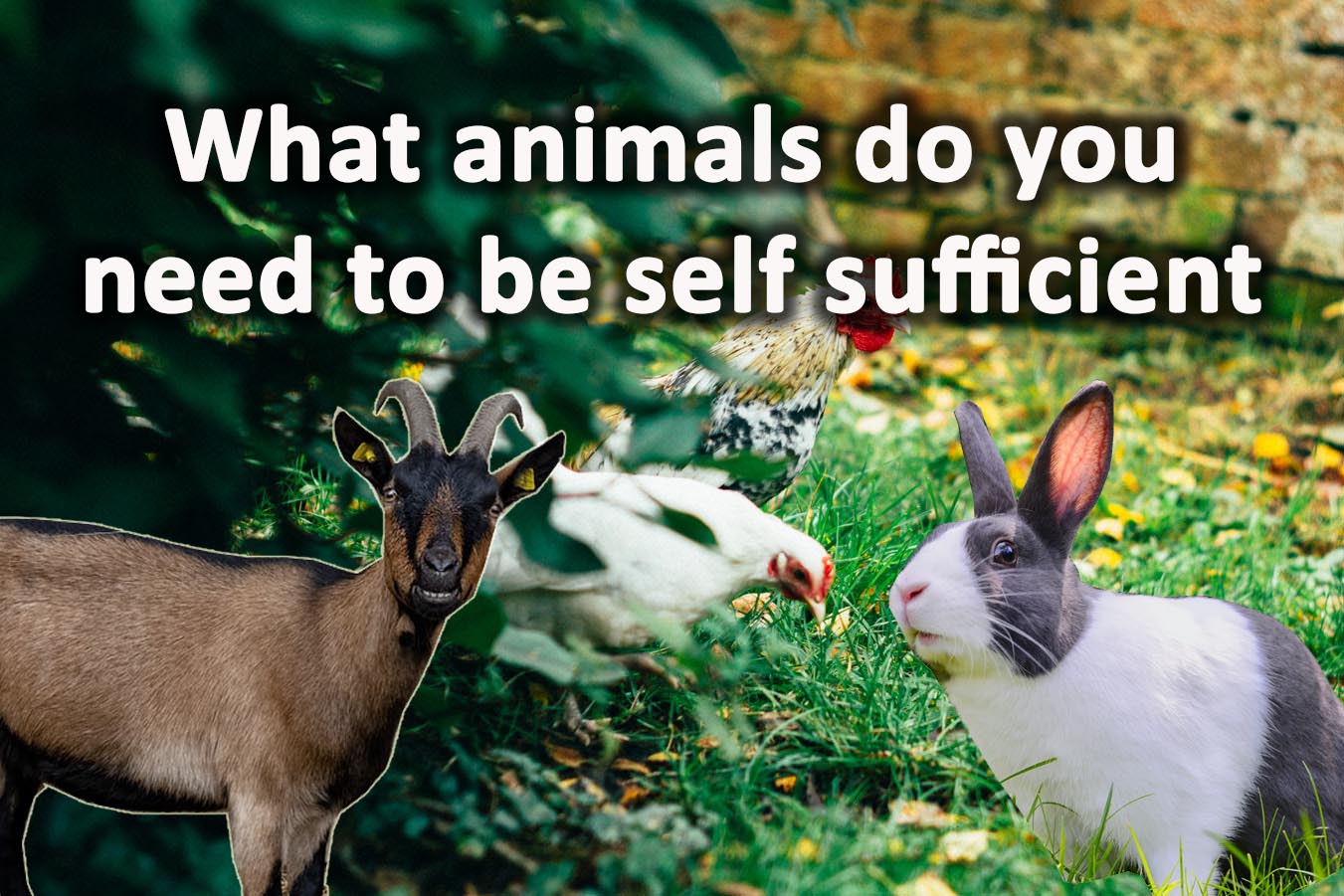 What animals do you need to be self sufficient? - Self Sufficient  Homesteading