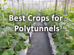 Best crops for plytunnels